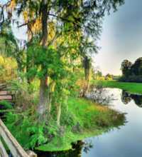 This link leads to a panoramic image of Lettuce Lake Park in Tampa. The photographic images were shot with a Canon S95.